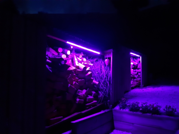 shed lights purple